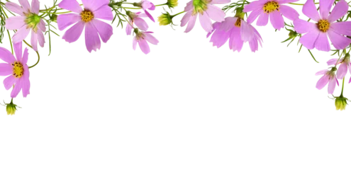 Tuinposter Pink cosmos flowers in a top border floral arrangement isolated on white or transparent background © Ortis
