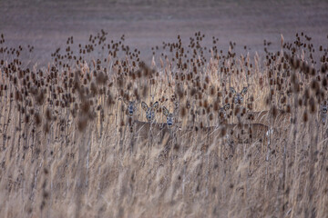 young deers hiding  