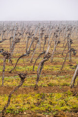 Fototapeta na wymiar vineyard rows in winter time