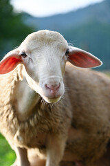 Obraz premium Cute young sheep, lambs in the nature at Slovakia. Farm with sheeps, with beautiful wool, cute animals