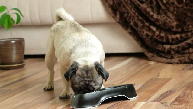 A beautiful thoroughbred one-year-old pug eats food from a black plate. Food, wet and dry food for dogs, pets.