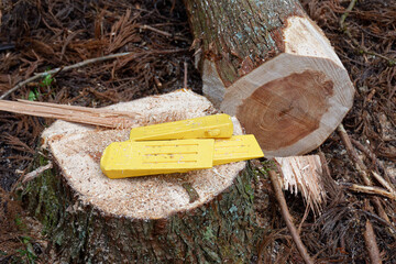 伐採現場のクサビ