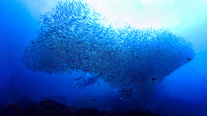 Fototapeta premium Underwater photo of a huge school of fish in the blue sea