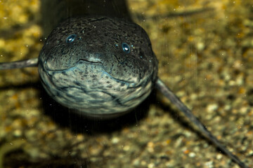 Portrait of an West African lungfish underwater