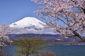 山中湖より望む満開の桜と富士山
