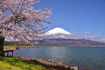 山中湖より望む満開の桜と富士山