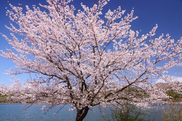 Naklejka premium 青空に映える満開の桜