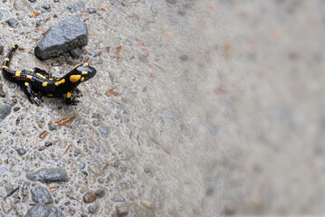Background fire salamander on gravel road