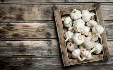 Fresh garlic in the tray.