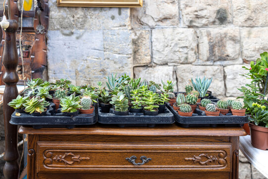 Various types of succulents in small pots on a wooden antique table with bas-reliefs against a stone wall as an interior decoration