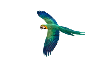 Schilderijen op glas Colorful flying parrot isolated on transparent background png file © Passakorn
