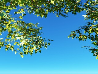 leaves against blue sky
