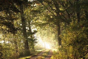 Path through the autumn forest on a sunny morning, October