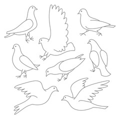 Set of linear pigeons. Collection of thin line doves. Editable shapes. Vector illustration