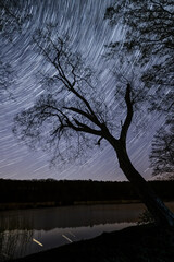 Startrails over lonely tree at the lake - 561219162
