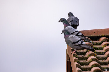 Close up of three pigeons on the edge of a house roof with tiles