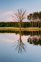 Reflection of a dead tree during sunset at the lake - 561219538