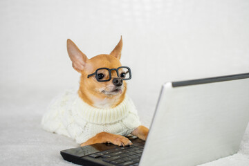 A smart clever and intelligent programmer dog in glasses and a sweater. A red-haired chihuahua with a laptop, a computer. Online learning, shopping, programming, working from home and freelance, gamer