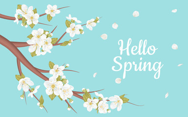 Banner Hello Spring. Card for spring season with cherry tree blossom, promotion offer spring plants, leaves and white sakura flowers on branch  on blue sky background. Plum or apple blossom branch.