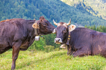 Fototapeta premium Allgäu - Kühe - Knutschen - lustig - Bussi 