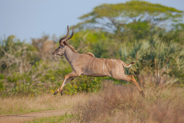 Naklejka na ściany i meble Group of kudu walks in iSimangaliso Wetland Park with savannah landscape. South Africa game drive safari.