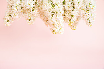 White lilac flowers on pink background. Copy space, Cosmetic product advertising backdrop. Empty place to display product packaging. Front view of flower frame, summer.