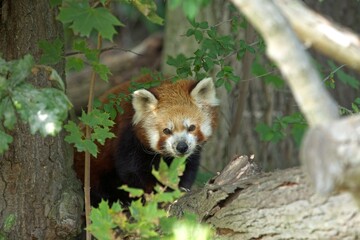 The red panda (Ailurus fulgens), also known as the lesser panda, Panda červená, in Captivity, zoo Pilsen, czech republic