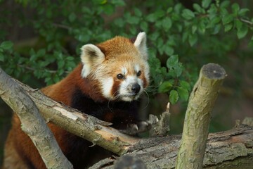 The red panda (Ailurus fulgens), also known as the lesser panda, Panda červen&aacute;, in Captivity, zoo Pilsen, czech republic