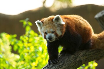 The red panda (Ailurus fulgens), also known as the lesser panda, Panda červená, in Captivity, zoo Pilsen, czech republic