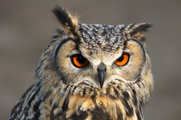 Bubo bubo, Eurasian eagle-owl, výr velký. Portrait, closeup, face.