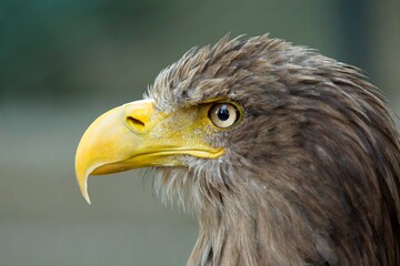 White tailed eagle, (Haliaeetus albicilla), orel mořský, detailed A beautiful portrait, closeup, sharp face eagle.