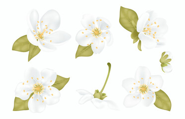 Obraz premium Collection of beautiful white sakura cherry tree flowers with leaves isolated on transparent background. Set of plum or apple blossom, japanese cherry tree. Floral spring design vector illustration.