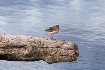 Sandpiper on a tree trunk near a pond
