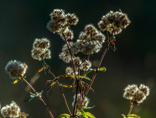 Eupatoire en fleurs à Bolozon, Bugey, France