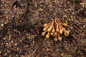Bud durian on the ground in the garden , disease on tree, advertisements for fertilizers and plant remedies