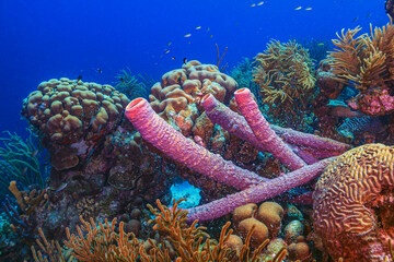 Caribbean coral garden