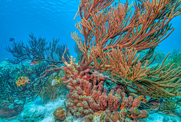 Caribbean coral garden