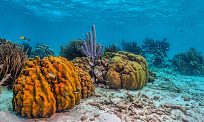 Caribbean coral garden