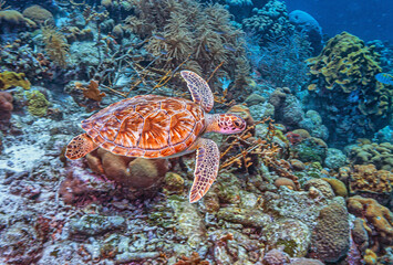 Naklejka na ściany i meble Caribbean coral reef,green sea turtle ,Chelonia mydas,