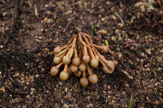Bud durian on the ground in the garden , disease on tree, advertisements for fertilizers and plant remedies