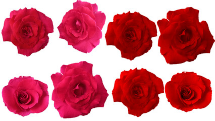 red rose pink flower with transparent background