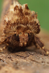 Vertical facial closeup on the brown colored Flounced Rustic moth, Luperina testacea sitting on wood