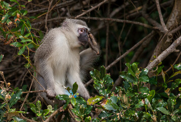 Vervet monkey (Chlorocebus pygerythrus), or simply vervet, the Old World monkey of the African Cercopithecidae family. The term "Vervet" is also used to refer to all members of the genus Chlorocebus.