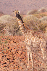 Closeup of Angolan Giraffe - Giraffa giraffa angolensis- head sticking out from the bushes of the Namibian desert.