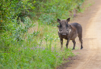 African Wild boar is considered a good prey for predators such as lions and leopards