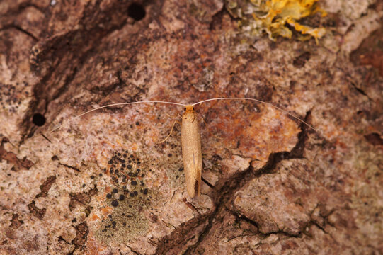 Closeup on the pale colored Large long-horn moth, Nematopogon swammerdamella, sitting on wood