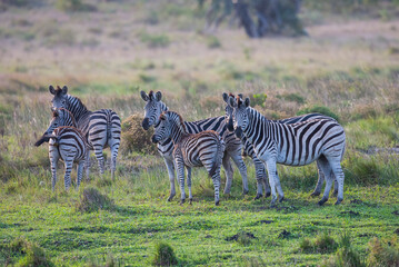 Fototapeta na wymiar There are many Zebras in Isimangaliso Wetland Park, which is on the UNESCO Heritage List in South Africa.