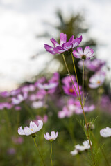 Fototapeta premium Close-up side view of beautiful pink-purple and white cosmos flowers blooming in a park.