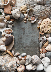 Seashells frame background,  top view, flat lay composition  on wooden board with space for  text.Summer time concep