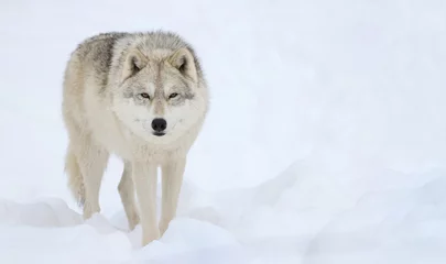 Deurstickers arctic wolf in snow during winter © karlumbriaco